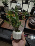 八芽小叶栀子花盆栽开花植物室内桌面茶几好养花卉绿植办公室净化空气 小叶栀子花-陶瓷竖纹盆 带盆栽好 实拍图