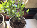 蓝莓树苗南方北方庭院阳台地栽盆栽种植大果苗耐寒耐热果树苗大全 蓝莓苗：3年苗30-40CM【春季带花或带果】一盆 实拍图