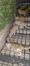 多特思猫零食猫条200支混合口味0肉粉0诱食剂猫咪鱼油罐头湿粮 实拍图