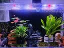 LED全光鱼缸灯同款水族箱鱼缸照明灯架水草灯增艳发色灯神灯节能 12瓦蓝白光48cm（适合50-60cm鱼缸） 四排灯珠 实拍图