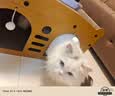 萌嘟星宠猫抓板猫房子双层猫窝一体瓦楞纸猫爪板立体猫屋沙发猫咪玩具用品 实拍图