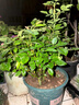 户净花卉杀虫剂阿维菌素植物通用绿植蔬菜月季吡虫啉蚜虫红蜘蛛小黑飞 实拍图