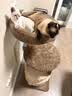 兽牌云端实木猫爬架小户型猫架带窝猫咪抓柱猫架子猫树猫窝猫抓板一体 小树屋【实木柱+大窝】 实拍图