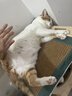 伟嘉猫粮成猫夹心粮 全价粮吞拿鱼1.3kg布偶蓝猫橘猫加菲英短猫咪 实拍图