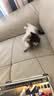 牧灵CFA赛级逗猫棒猫咪玩具自嗨解闷逗猫棒羽毛铃铛替换头小宠物用品 【限量50件】CFA赛级逗猫棒 实拍图