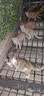 多特思猫零食猫条200支混合口味0肉粉0诱食剂猫咪鱼油罐头湿粮 实拍图