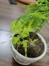 文竹盆栽绿植花卉盆景植物室内客厅水培文松云竹文竹大苗四季常青 小文竹【2棵更实惠】原土球发货 高度15-25cm 实拍图