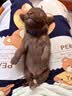 汪爸爸羊奶粉狗犬用幼犬成犬小狗比熊金毛狗狗专用营养补充剂宠物奶粉 羊奶粉1盒+小型犬奶糕粮1kg 实拍图