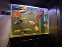 森森鱼缸变频加热棒适用400-600L水 离水断电加热器 ARK-1000J款1000W 实拍图