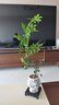 史丹利水培植物铜钱草富贵竹蔬菜花卉巴西木营养液肥料专用肥水养500ml 实拍图