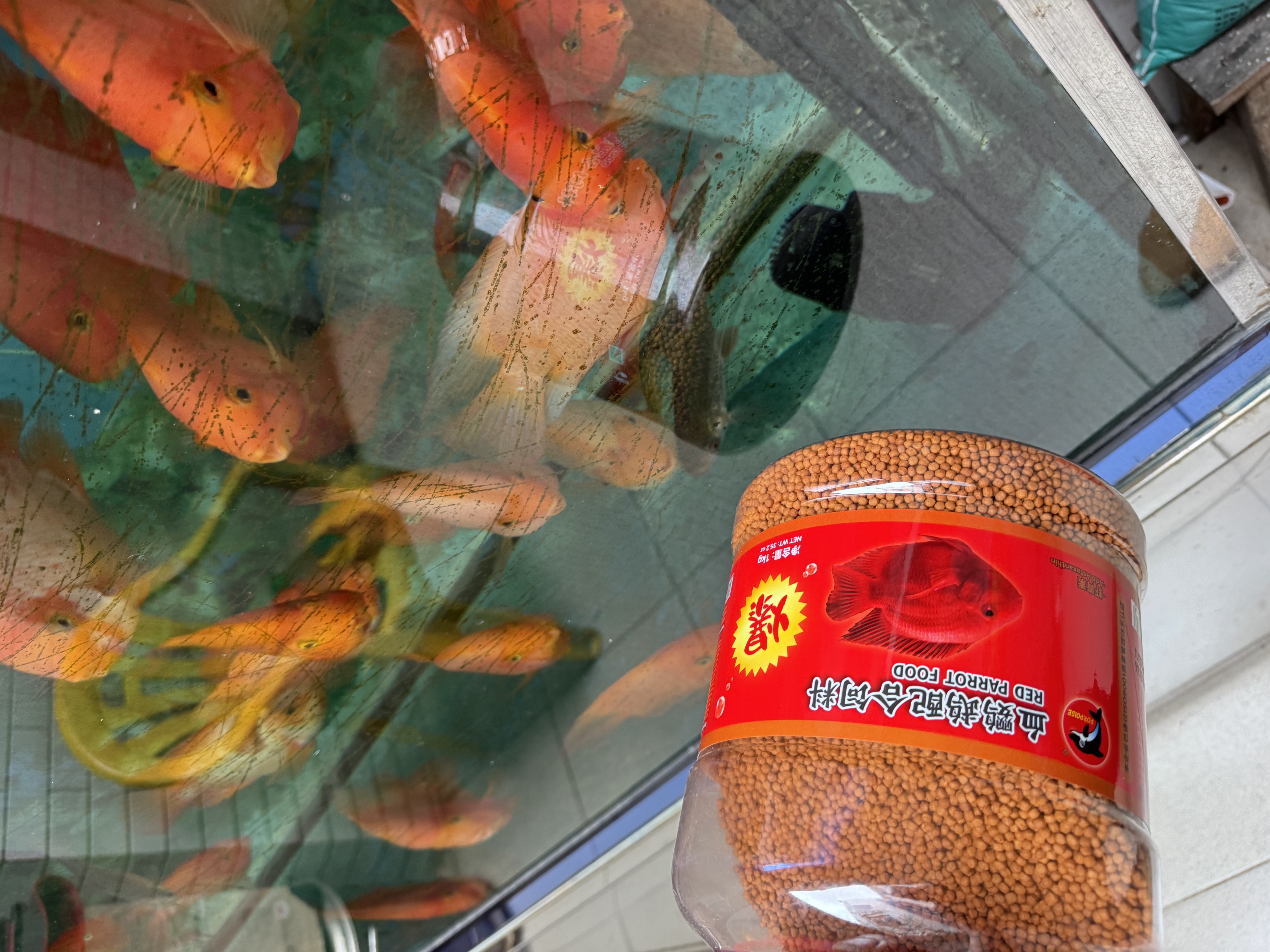 海豚 血鹦鹉鱼快速增红增色鱼粮 鱼食增艳鱼饲料 观赏鱼热带鱼食 血鹦鹉增红饲料 1000gX2（2罐） 晒单实拍图