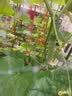 墨一【送货上门】爬藤架葡萄黄瓜豆角架种菜花支架庭院园艺花卉支撑杆 粗11mm长180cm10支 特大 实拍图
