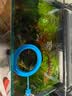 过凡（GUOFAN）鱼缸吸便器小型手动换水器手捏吸便器吸水器吸水管迷你喂食吸粪器 实拍图