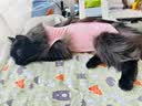 憨憨宠宠物冰垫防水狗垫子夏季降温猫咪凉垫凉席泰迪金毛中小型犬宠物垫 动物园款 XL号 60*90cm 实拍图