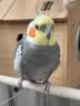 开元鹦鹉奶粉 260g/袋+喂养工具套装 鸟粮营养乳粉雏鸟鹦鹉幼鸟食 实拍图