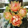 仙人球绯花玉开花带花苞仙人掌类多肉绿植物桌面花卉小盆栽 傲娇直径6-8厘米 不含盆 实拍图