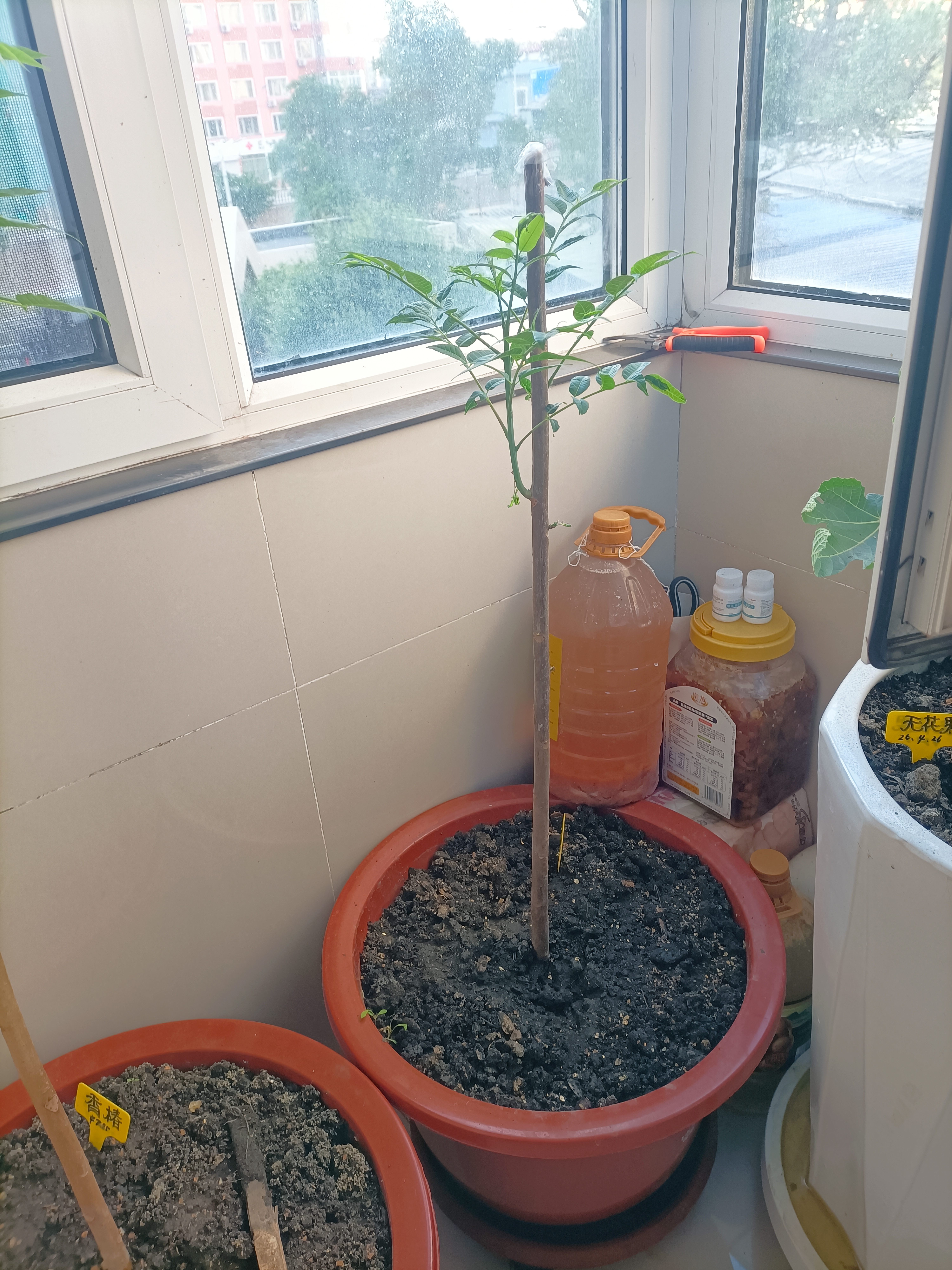 CHUANGSHIJI香椿树苖绿油香椿苗盆栽地栽南方北方种植食用香椿树苗红油香椿苗 红油香椿4年苗【当年采摘】 80cm(含)-89cm(含) 实拍图