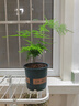文竹盆栽绿植花卉盆景植物室内客厅水培文松云竹文竹大苗四季常青 文竹【1颗】原盆原土球发货 高度15-25cm 实拍图