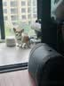 澳龙 AD罐犬猫咪情绪舒缓全价处方罐营养补充猫狗通用罐头85g*3 实拍图