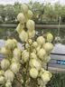 现剥新白沙花生米五谷杂粮粒大米新货花生粉皮大粒花生米无壳 1000g 净重2袋 精选白沙大粒 实拍图