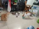 猫条猫零食补充营养味美妙鲜湿粮包猫罐头猫条100支整箱猫咪零食 猫条随机混合口味【15g*5支】 实拍图