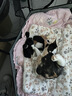 欢宠网猫奶瓶幼猫新生宠物幼犬狗狗喂奶器小猫奶嘴猫咪喂药喂食器针管 实拍图