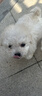 奥丁（ODIN）NEO狗粮幼犬粮中小型犬专用泰迪柯基比熊鸭肉梨小狗奶糕幼犬粮4kg 实拍图