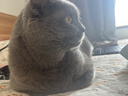 皇家猫粮 英短成猫粮 BS34 通用粮 12月以上 10KG 实拍图