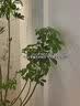 凌博士[618购物节]HA60面膜5盒补水保湿抗皱紧致玻尿酸舒缓护肤品积雪草 实拍图