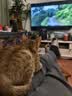 弗列加特猫粮 全价鲜肉天然粮 磷虾油美毛配方 成猫粮乳鸽味100g 实拍图