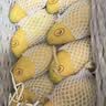 京地达海南金煌芒芒果 净重8.1斤 单果400g+生鲜水果礼盒 源头直发包邮 实拍图