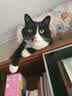 皇家室内成猫粮 I27 通用粮 12月以上 2KG 实拍图