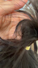 黎倾儿童皮筋300根小号糖果色扎头发宝宝头绳女孩发圈发绳头饰发饰 实拍图