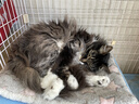 伟嘉猫粮老年猫粮老龄猫1.3kg海洋鱼味夹心粮全价粮 实拍图
