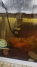 悠梵萌假山盆景鱼缸水泵2w喷泉水池循环小型抽水泵流水过滤潜水泵 实拍图