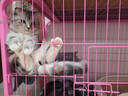 pidan混合豆腐猫砂 豆腐膨润土皮蛋猫砂除臭猫砂结团快 经典款2.4kg*4 实拍图