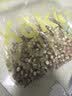 福茗源芡实500g 特级品质芡实米鸡头米鸡头果红皮芡实仁五谷杂粮养生茶 实拍图