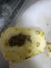 广东徐闻香水菠萝新鲜水果生鲜热带孕妇水果整箱包邮 【限时低价】1个装  净重650g起 实拍图