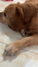 伯纳天纯狗粮中大型犬全价成年犬粮17kg羊肉蔓越莓味囤货装 实拍图