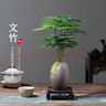 花翁小马新款发财树小盆栽办公室桌面绿植招财植物马年伴手礼源头直发 实拍图