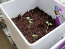IAM City Farmer薄荷DIY植物盆栽幼儿园趣味种植盆栽桌面种植可食用薄荷种子10082 实拍图