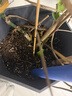 史丹利3L包装营养土园艺有机土通用型种花种菜养花专用泥炭土壤种植土 实拍图