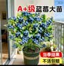 临雅蓝莓树果树苗盆栽阳台室内外地栽南北方种植30cmL25源头直发 实拍图