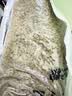 麦富迪狗粮 藻趣儿狗粮成犬粮牛肉螺旋藻 均衡营养15kg/30斤 实拍图