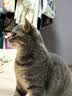伟嘉猫粮 宠物成猫粮海洋鱼味300g单包尝鲜装 实拍图