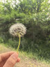蜂花柔顺营养护发素(小麦蛋白)1.2L滋润保湿秀发自然柔顺闪耀 实拍图