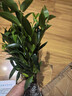 花行榜驱蚊竹柏水培驱蚊植物盆栽办公室桌面花卉水养办公室绿植源头直发 实拍图