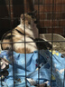 麦德氏IN 高钙低敏配方羊奶粉300g宠物羊奶粉狗狗猫咪幼犬幼猫羊奶粉 实拍图