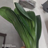 大盆君子兰盆栽名贵国宝级花卉苗绿植物圆头和尚室内客厅四季好养 【掌柜推荐】8-11片叶子+带土 送肥料 实拍图