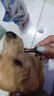 亚禾狗零食磨牙棒混合味270g泰迪比熊小型犬幼犬成犬专用洁齿骨棒 实拍图
